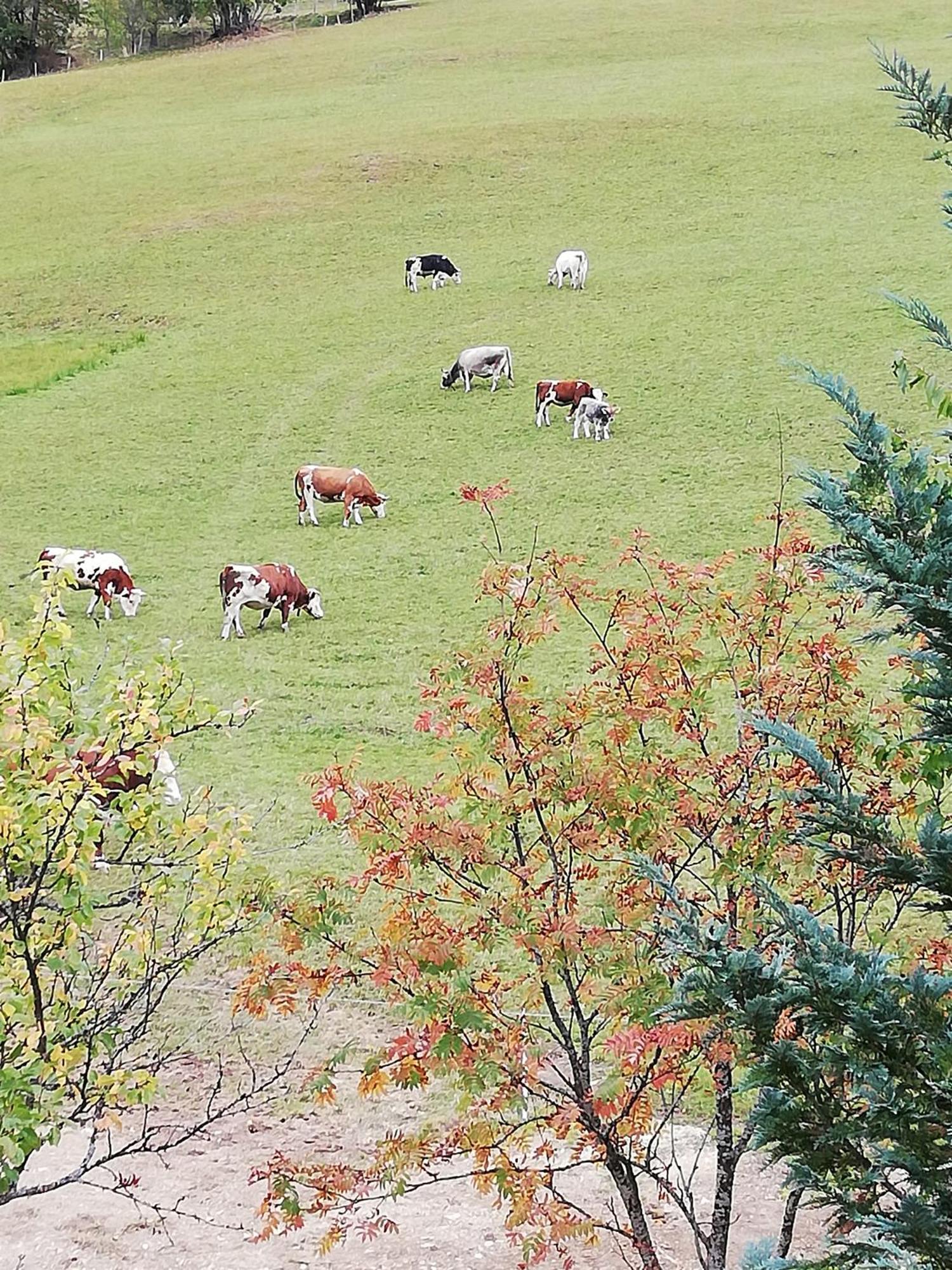 巴奇古特农家酒店 Mühlbach am Hochkönig 外观 照片
